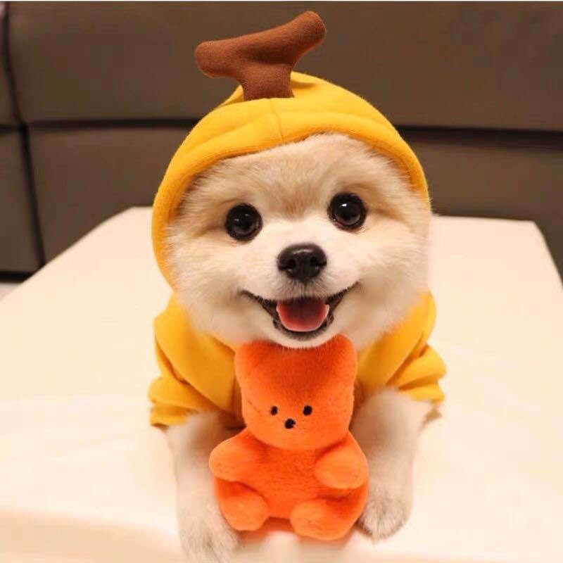 Sweat à Capuche pour Chien