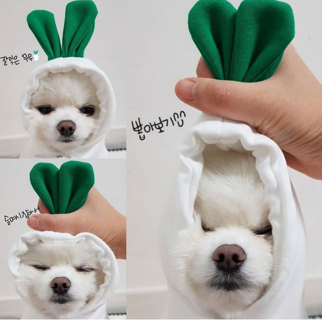 Sweat à Capuche pour Chien